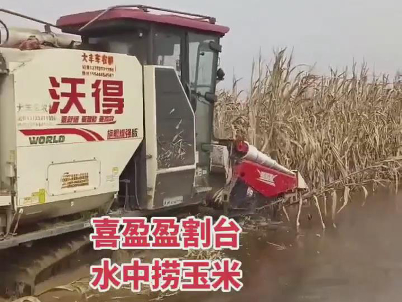 喜盈盈玉米專用割臺水中收割效果視頻